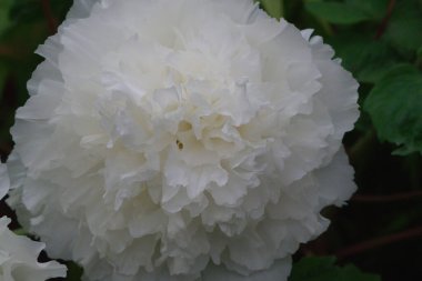 Beyaz taç yaprakları ve sarı pullu çiçek açan bir şakayık. Bahar mevsimi, Güneş-Bağ Ormanı ve Doğa Tatil Köyü, Nantou County, Tayvan.