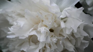 Beyaz taç yaprakları ve sarı pullu çiçek açan bir şakayık. Bahar mevsimi, Güneş-Bağ Ormanı ve Doğa Tatil Köyü, Nantou County, Tayvan.