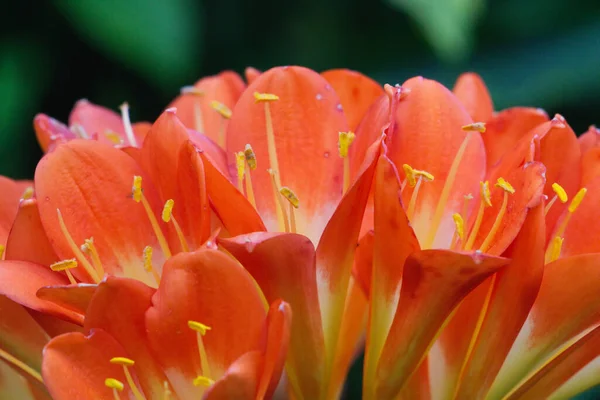 Floração Clivia Miniata Flores Trombetas Laranja Brilhantes São Espetaculares Estação — Fotografia de Stock