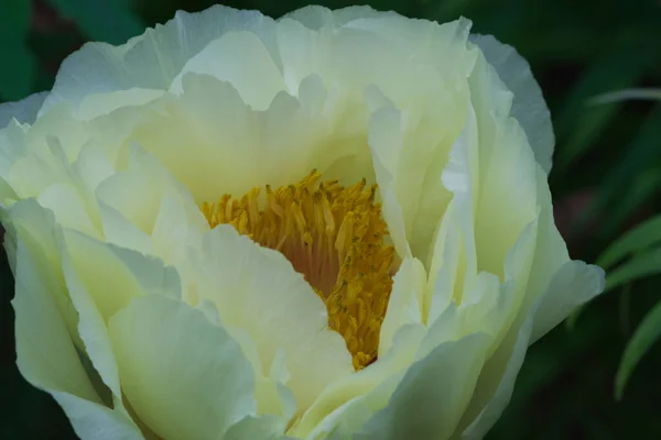 Blooming Peony Moutan White Petals Yellow Stamens Spring Flower Season — стоковое фото