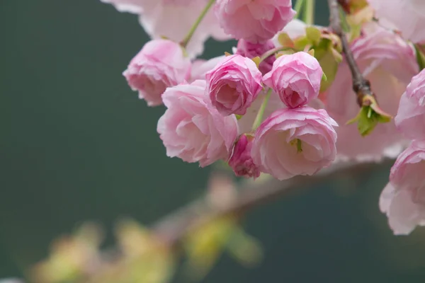 満開の八重咲きの桜で 白やピンクの花弁があります 台湾南投県の春の花の季節 杉林渓森林自然休養林 — ストック写真