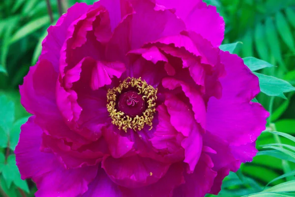 Blooming Peony Moutan Dark Pink Petals Spring Flower Season Sun — ストック写真