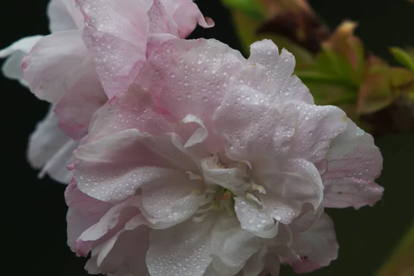 Подвійно Квіткова Вишня Квітка Повному Розквіті Білими Рожевими Пелюстками Сезон — стокове фото