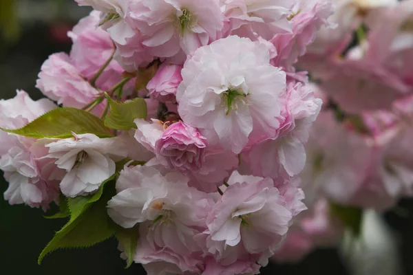 満開の八重咲きの桜で 白やピンクの花弁があります 台湾南投県の春の花の季節 杉林渓森林自然休養林 — ストック写真