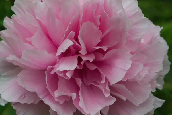 Una Peonía Moutan Plena Floración Con Pétalos Rosados Temporada Flores —  Fotos de Stock