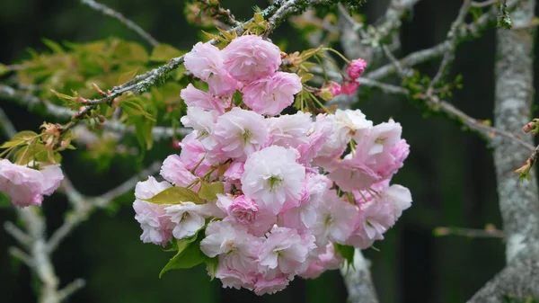 満開の八重咲きの桜で 白やピンクの花弁があります 台湾南投県の春の花の季節 杉林渓森林自然休養林 — ストック写真