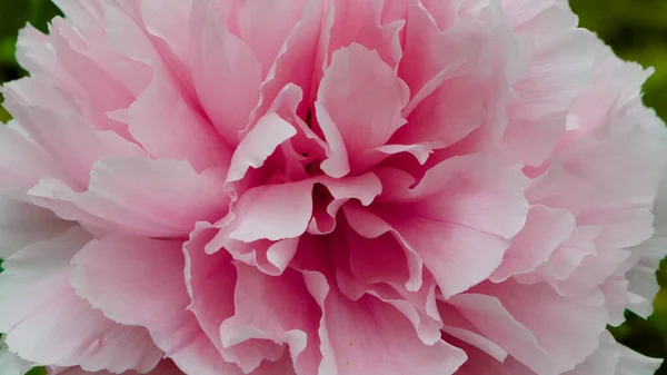 Peony Moutan Full Bloom Pink Petals Spring Flower Season Sun — стоковое фото