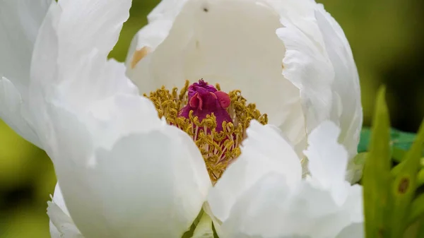 Blooming Peony Moutan White Petals Yellow Stamens Spring Flower Season — стоковое фото