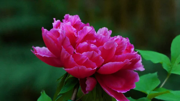 Blooming Peony Moutan Dark Pink Petals Spring Flower Season Sun — ストック写真