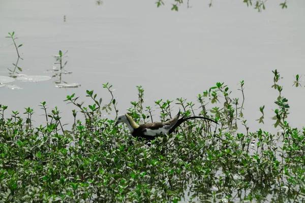 Jacana Cola Faisán Alimentándose Estanque Con Vegetación Pájaro Cola Larga — Foto de Stock