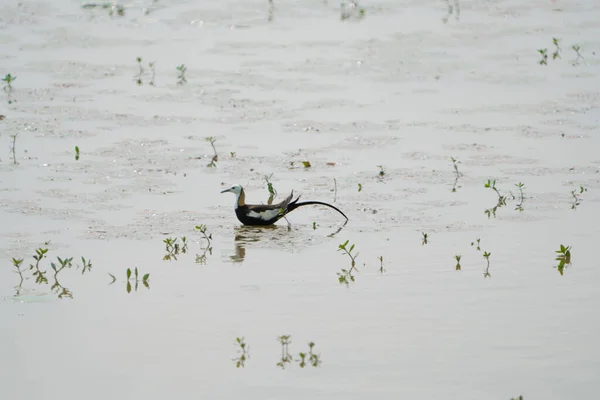 Jacana Cola Faisán Alimentándose Estanque Con Vegetación Pájaro Cola Larga — Foto de Stock