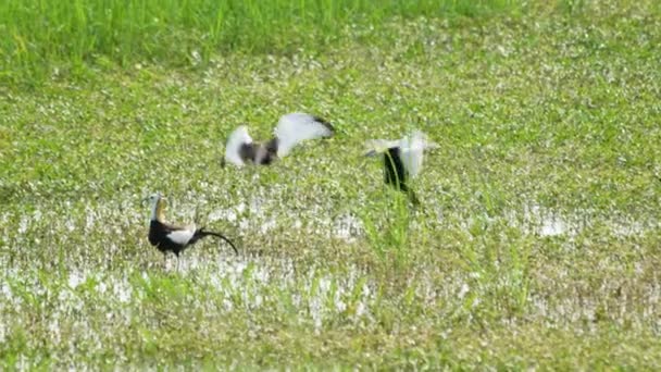 Fácánfarkú Jacana Egy Növényzettel Teli Tóban Táplálkozik Hosszú Farkú Madár — Stock videók