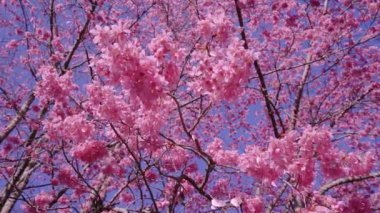Pink cherry blossom petals are falling in the wind. Beautiful pink cherry blooms (sakura tree) in the park. It is a romantic season.