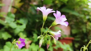 Pink flowers of Oxalis debilis bloom in the garden. Common name Large-flower pink-sorrel, Pink shamrock, Pink woodsorrel or Large-flowered Pink-sorrel.