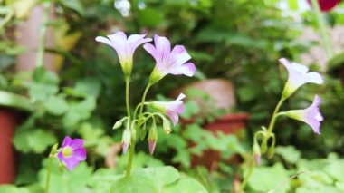 Bahçede Oxalis debilis 'in pembe çiçekleri çiçek açar. Bilinen adı Geniş-çiçek pembe-kuş, Pembe yonca, Pembe ağaçkakan ya da Büyük-çiçekli pembe-sorrel.
