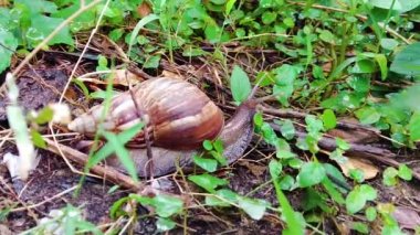 This brown and white snail is slowly crawling. The place is on the grass in the flower garden after the rain.