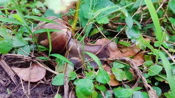 Big Brown Snail Small White Snail Crawling Slowly Place Grass — стоковое видео