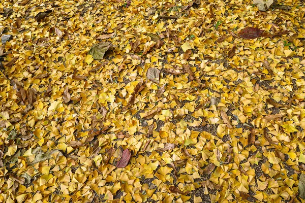 美しい黄色の銀杏の葉と銀杏の果物 韓国の釜山で秋に銀杏の木を楽しむ — ストック写真
