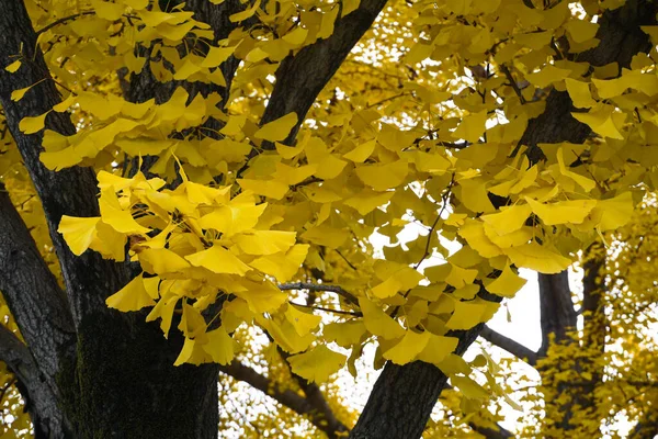 Schöne Gelbe Ginkgoblätter Und Ginkgobaum Ginkgobäume Herbst Busan Korea — Stockfoto