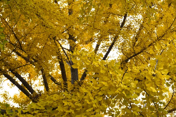 Чудове Жовте Листя Гінкго Дерево Джинкго Насолоджуючись Деревами Гінкго Восени — стокове фото