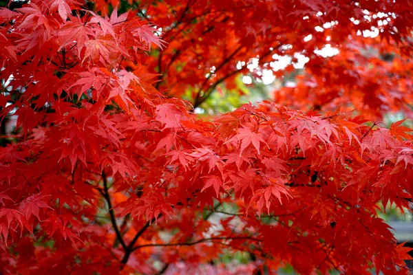 Осенью Кленовом Дереве Листья Красивого Красного Клена Исторические Деревни Один — стоковое фото