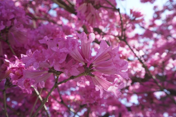 Ροζ Λουλούδια Της Ροζ Τρομπέτας Είναι Πλήρη Άνθιση Γνωστό Και — Φωτογραφία Αρχείου
