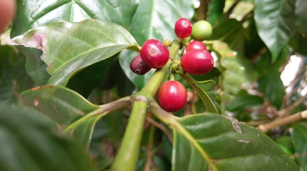 Friss Vörös Kávébab Egy Kávéfán Egy Cserépbe Ültetett Kávéfa — Stock Fotó