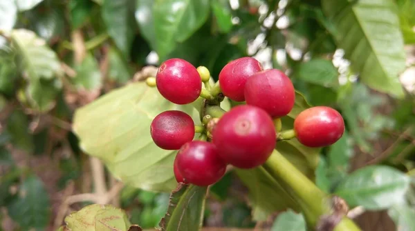 Friss Vörös Kávébab Egy Kávéfán Egy Cserépbe Ültetett Kávéfa — Stock Fotó