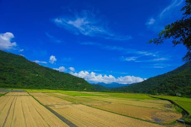 Yeşil pirinç tarlaları. Mavi gökyüzü, beyaz bulutlar, dağlar cennet resimleri gibidir. 30 hektar pirinç yetiştirme alanı. Yushan Nan 'an Ziyaretçi Merkezi, Hualien, Tayvan. 2022