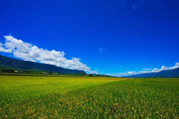 Brown Avenue Blue Sky White Clouds Rice Fields Combined Picturesque — Stock Photo, Image