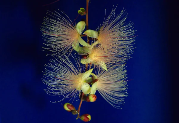夜色中的梭子花或粉状膨松花 粉色奇异的花 一串串的花像烟火一样挂在树上 2022年6月 — 图库照片