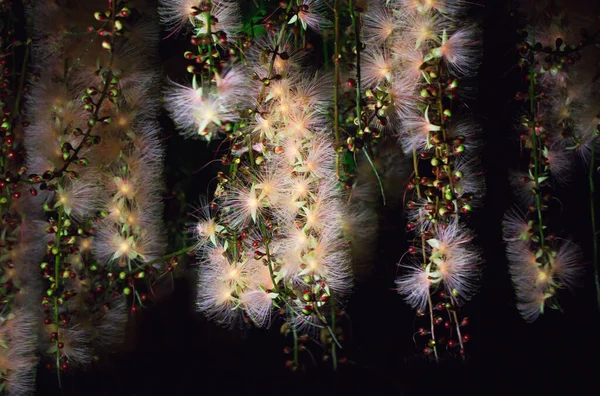 Barringtonia Racemosa Powder Puff Tree Flower Night Pink Exotic Flowers — Stock Photo, Image