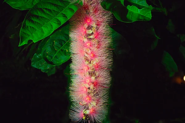 夜色中的梭子花或粉状膨松花 粉色奇异的花 一串串的花像烟火一样挂在树上 2022年6月 — 图库照片