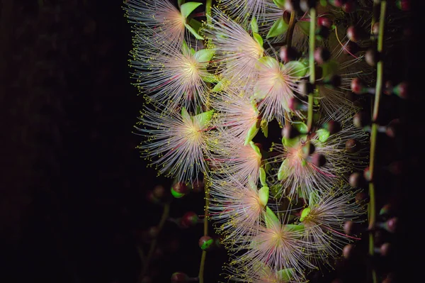 Barringtonia Racemosa Powder Puff Tree Flower Night Pink Exotic Flowers — Stock Photo, Image