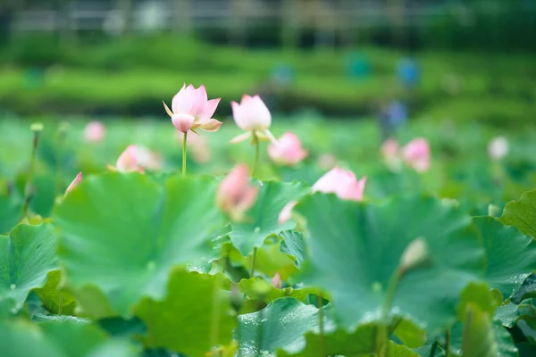 Lotus flowers make you feel that the summer heat disappears. Pink mixed with white petals. Large green leaves.