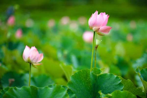 Lotus flowers make you feel that the summer heat disappears. Pink mixed with white petals. Large green leaves.