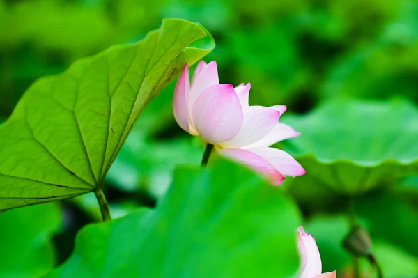 Lotus flowers make you feel that the summer heat disappears. Pink mixed with white petals. Large green leaves.