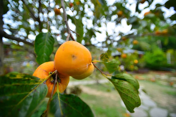 Větvi Několik Perimonů Kteří Dozrávají Pomeranč Smíchaný Zelení Orchard Persimmon — Stock fotografie