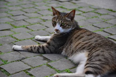 Taş zeminde dinlenen gri bir tekir kedi. Houtong Kedi Köyü. CNN tarafından dünyanın en iyi altı kedi izleme merkezinden biri olarak tavsiye edildi. Yeni Tayvan, Tayvan