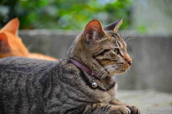 一只长着铃铛的灰色胖胖的猫正看着照片的右边 有线电视新闻网推荐为世界上六大观察猫的地方之一 新台北 — 图库照片