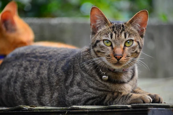 鐘の付いた灰色のタビー猫は まっすぐ前を向いています Houtongキャットビレッジ Cnnによって 世界6大猫観察スポットの一つとして推薦されました — ストック写真