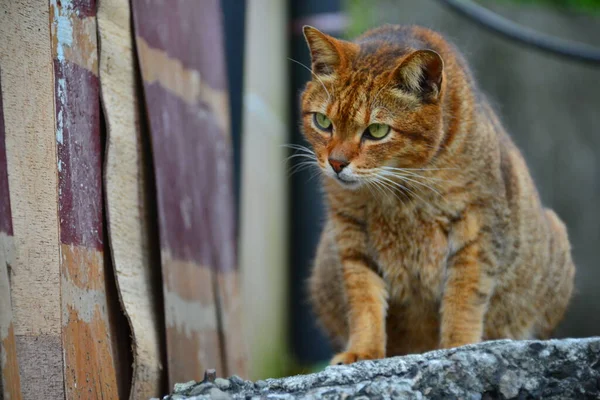 Gatto Tabby Siede Muro Cemento Houtong Cat Village Raccomandato Dalla — Foto Stock
