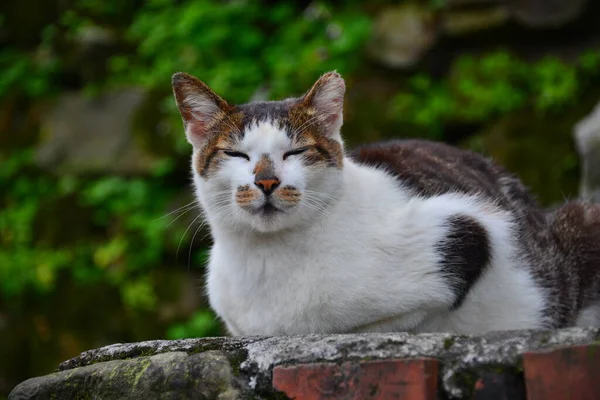 一只猫躺在墙上 闭着眼睛 看起来像在笑 有线电视新闻网推荐为世界上六大观察猫的地方之一 新台北 — 图库照片