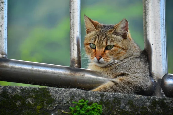 鉄の手すりの下にタビー猫がいます Houtongキャットビレッジ Cnnによって 世界6大猫観察スポットの一つとして推薦されました — ストック写真