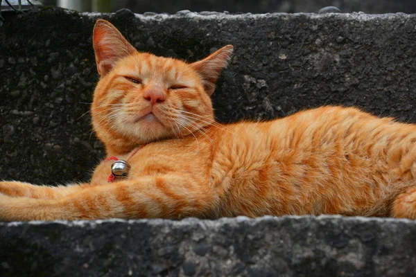 Rilassato Gatto Tabby Giallo Occhi Chiusi Houtong Cat Village Raccomandato — Foto Stock
