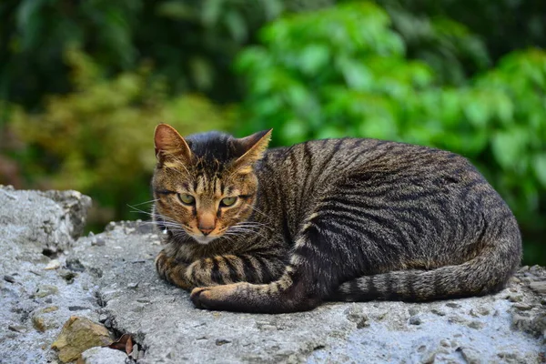 タビー猫がまっすぐ前を見つめていた Houtongキャットビレッジ Cnnによって 世界6大猫観察スポットの一つとして推薦されました — ストック写真