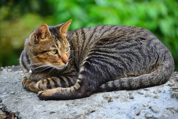 タビー猫がまっすぐ前を見つめていた Houtongキャットビレッジ Cnnによって 世界6大猫観察スポットの一つとして推薦されました — ストック写真