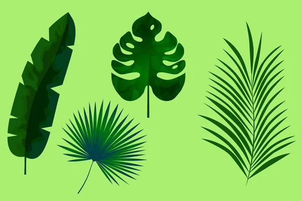 Set Exotic Leaves Palm Monstera Banana — Stock Vector