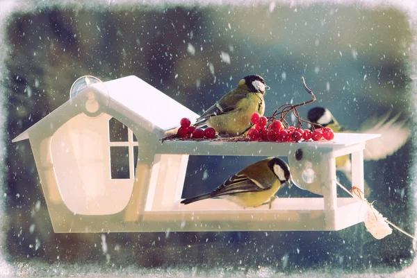 Tits Feeding Trough Winter — Foto de Stock