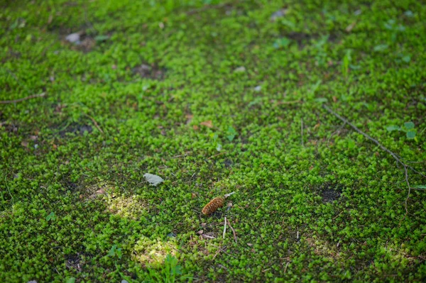 ポーランドの宮殿 どんな村にある公園の複合体と農場の建物を持つ宮殿 — ストック写真